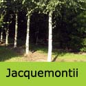 Himalayan Birch Tree, Betula Jacquemontii Popular + Very White Bark + Easy + Stress Relief **FREE UK DELIVERY + FREE TREE WARRANTY**